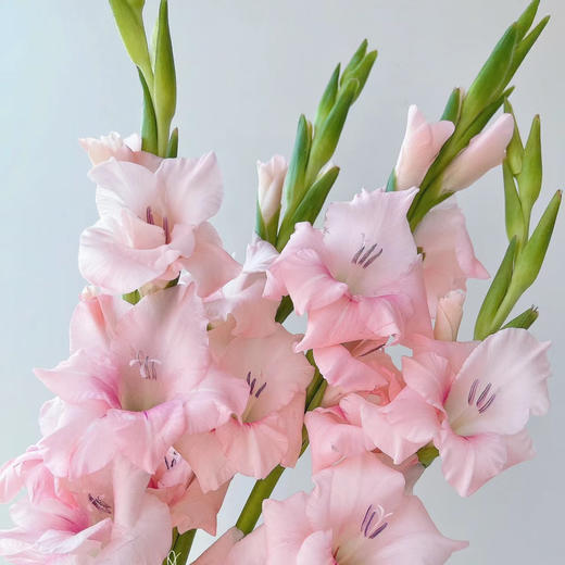 随机剑兰不挑色｜10支装 商品图1