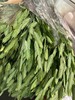 【对你充满期待】小盼草 绿色  若干枝/扎 商品缩略图9