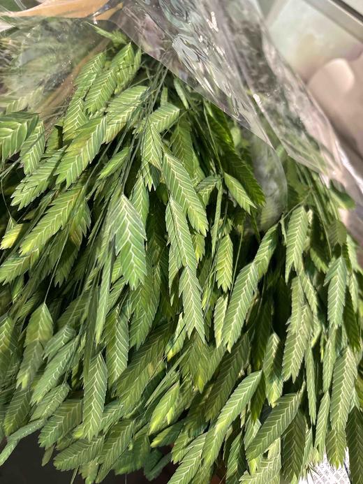 【对你充满期待】小盼草 绿色  若干枝/扎 商品图9