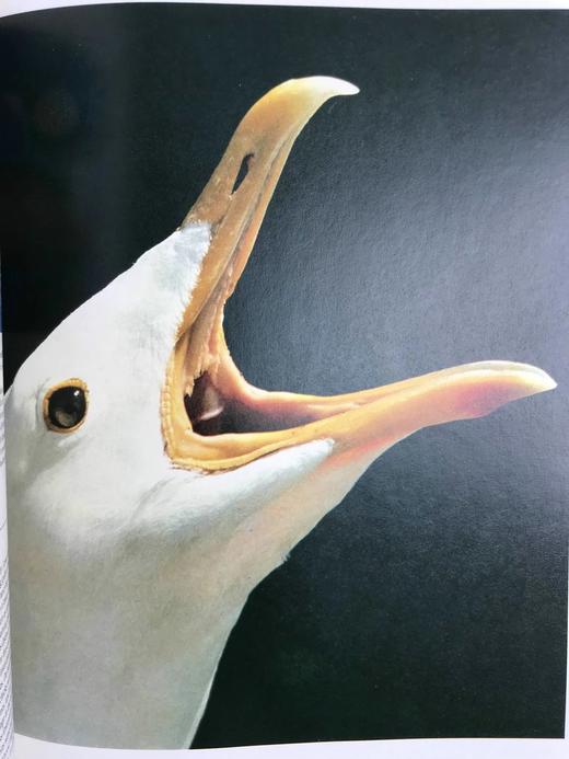 鸟类百科全书 700幅彩色插图 精装16开 商品图7