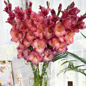 剑兰丨复古巧克力｜10支装