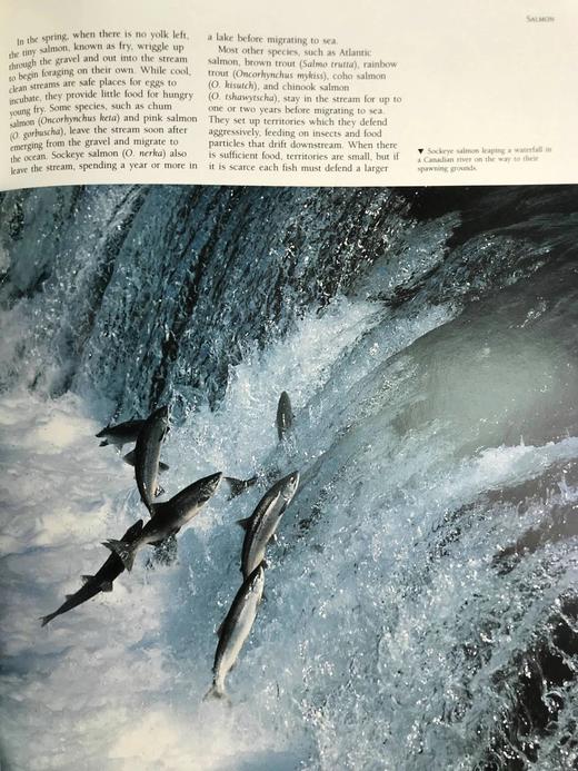 奇妙之旅：动物迁徙的奇迹 300幅彩色插图 精装大16开 商品图11