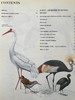 鸟类百科全书 700幅彩色插图 精装16开 商品缩略图5