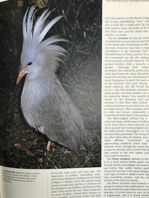 鸟类百科全书 700幅彩色插图 精装16开 商品图11