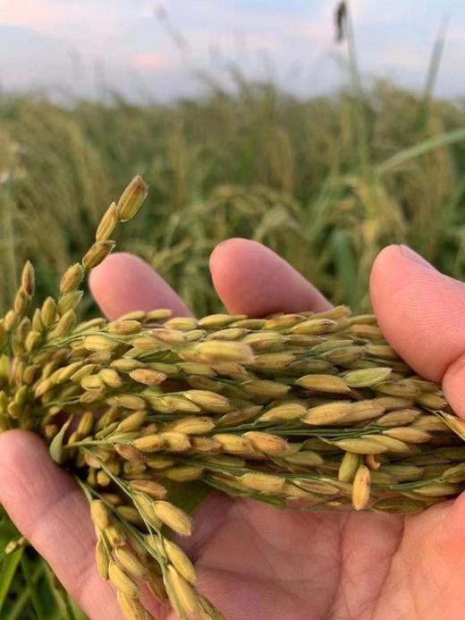 新米灶上晶宫五常大米稻花香粳米 商品图2