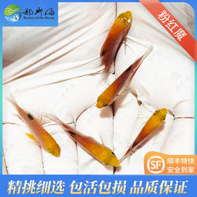 金头魔/粉红魔/金头粉魔