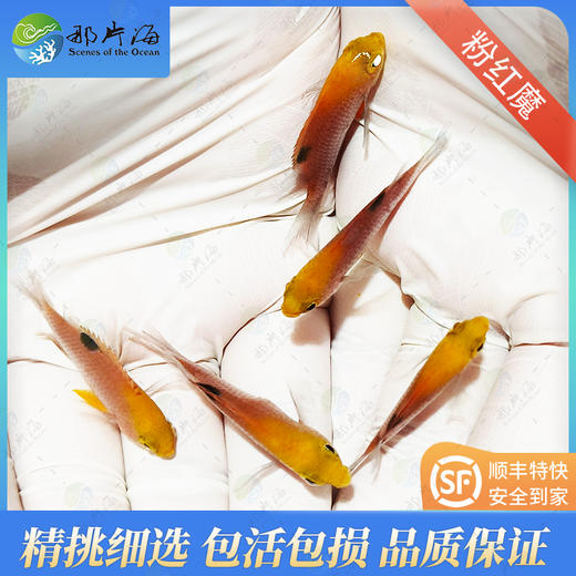 金头魔/粉红魔/金头粉魔 商品图0