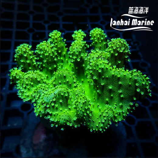 人工印尼手指皮革-绿花 商品图4