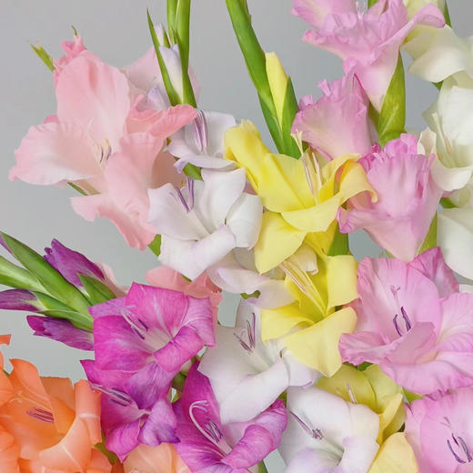 随机剑兰不挑色｜10支装 商品图0