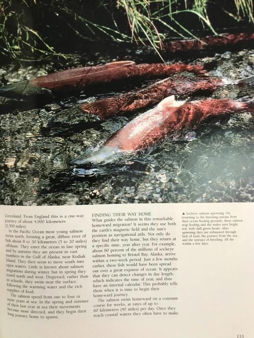 奇妙之旅：动物迁徙的奇迹 300幅彩色插图 精装大16开 商品图10