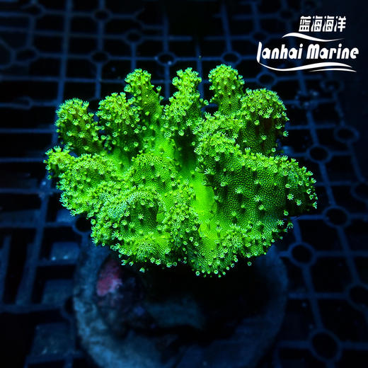 人工印尼手指皮革-绿花 商品图1