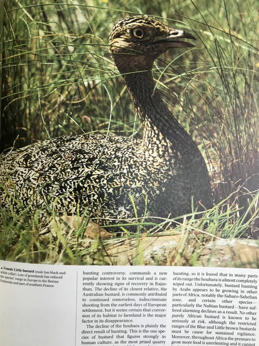 鸟类百科全书 700幅彩色插图 精装16开 商品图12