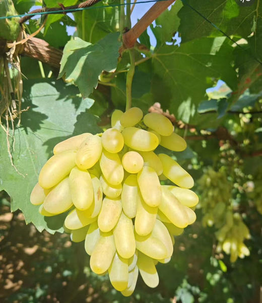 怀来马奶葡萄，这会中后期，皮薄齁甜，很嫩，口感无敌，一箱净重4-4.5斤/箱 商品图0