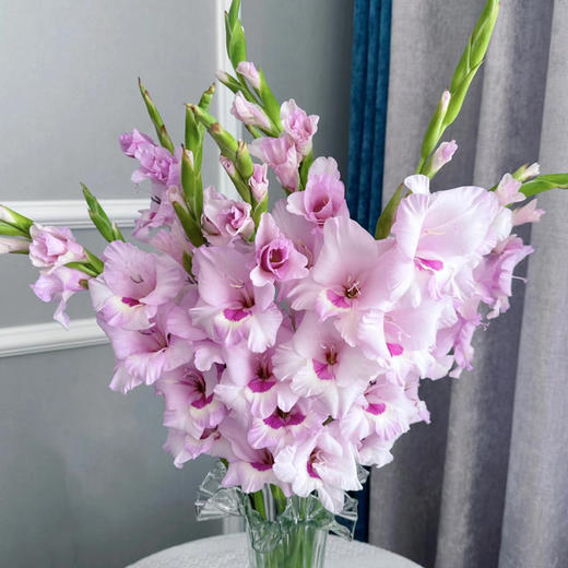 剑兰丨一帘幽梦｜10支装 商品图2