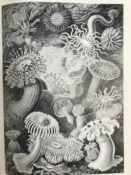 从盖亚到自私基因：生命科学文选 数十幅插图 精装16开 商品图14