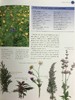 终极草药书 数百幅彩色插图 精装大16开 商品缩略图10