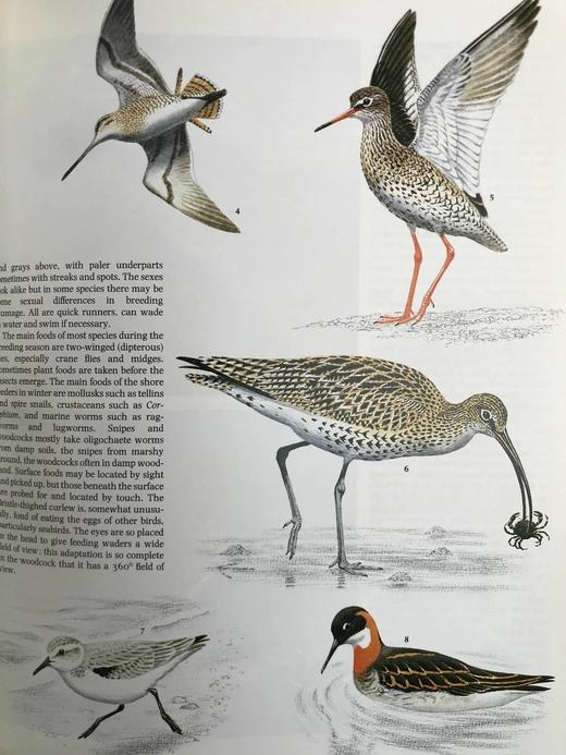 鸟类百科全书 700幅彩色插图 精装16开 商品图9
