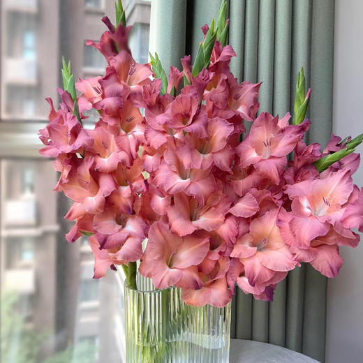 剑兰丨复古巧克力｜10支装 商品图2