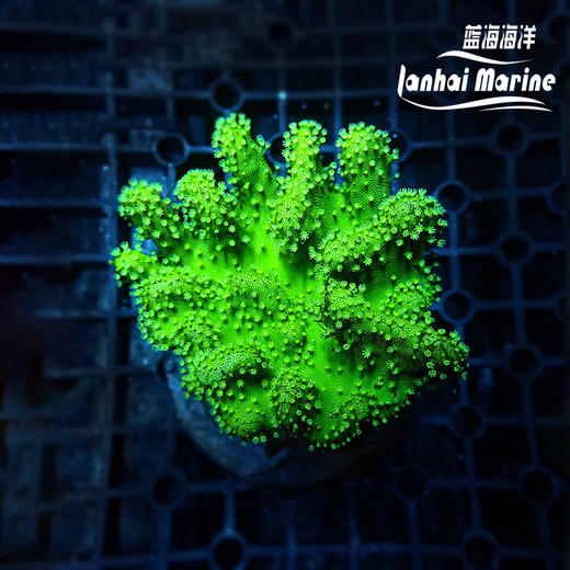 人工印尼手指皮革-绿花 商品图2