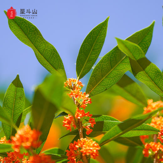 野乡风物丨桂花红茶 100克袋装 商品图2