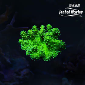 人工印尼手指皮革-绿花