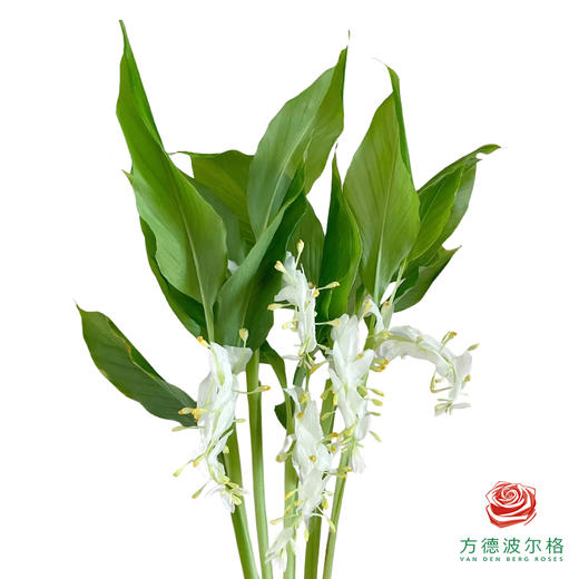 舞花姜-白色 5枝一扎 商品图0