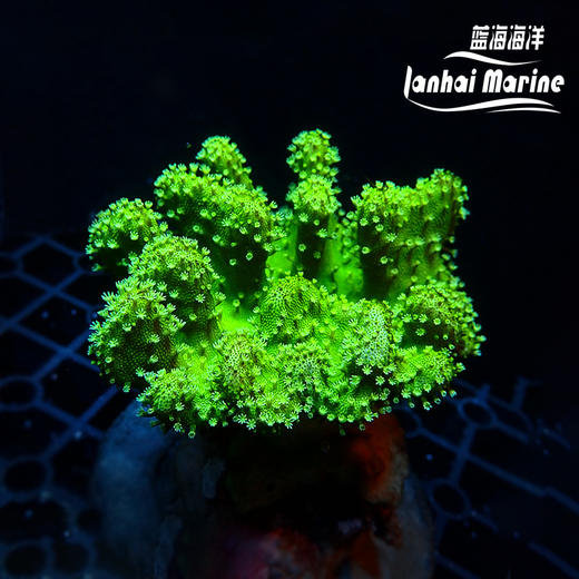 人工印尼手指皮革-绿花 商品图3