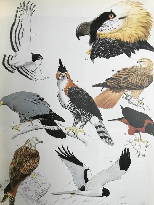 鸟类百科全书 700幅彩色插图 精装16开 商品图14