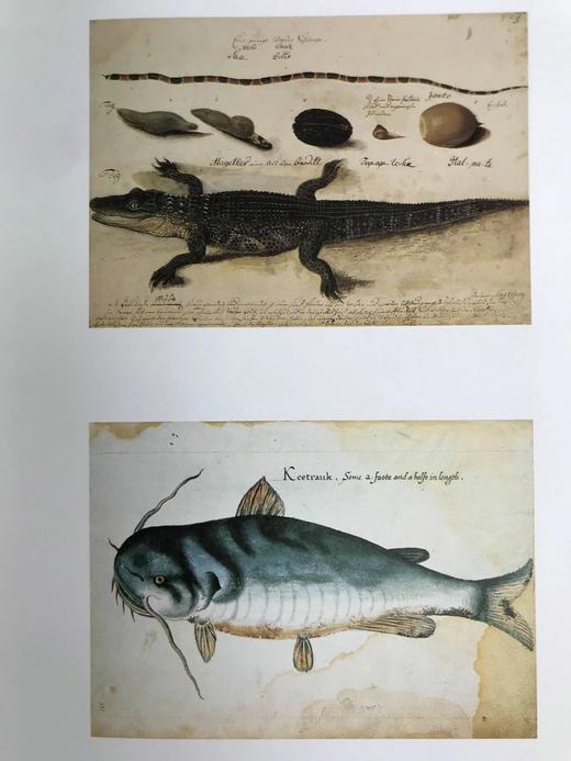 美国南部艺术与文学宝库 122幅彩色与大量黑白插图 精装大16开 商品图12