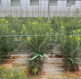 【基地探访】新娘花供应商基地