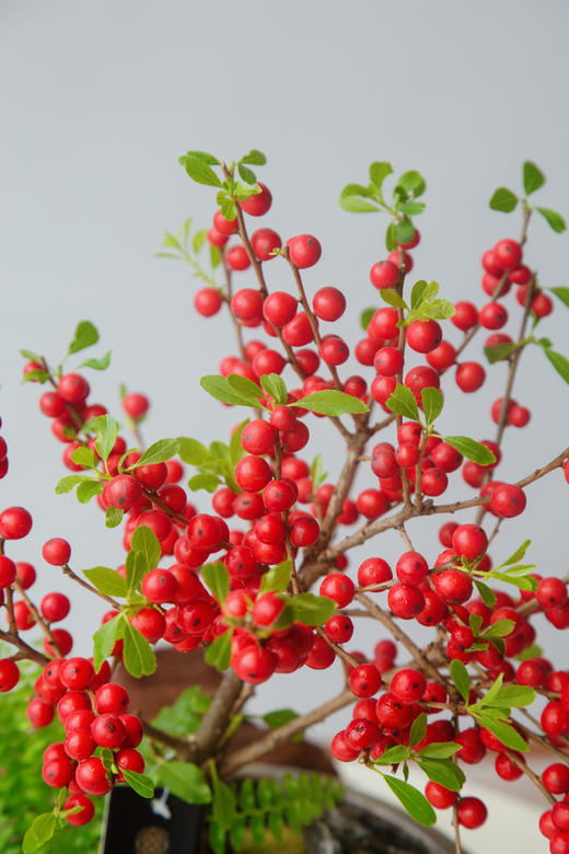 冬青-美斯特 商品图2