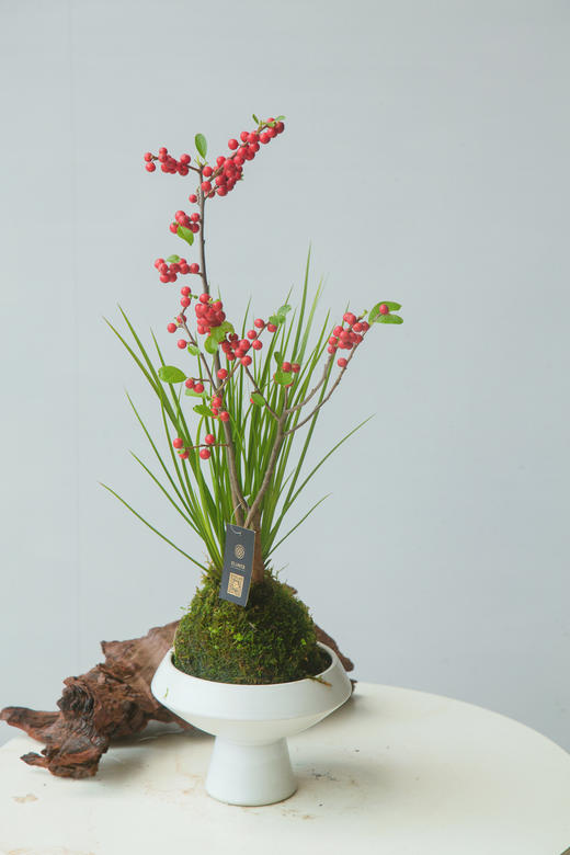 苔藓球-北美冬青 商品图0