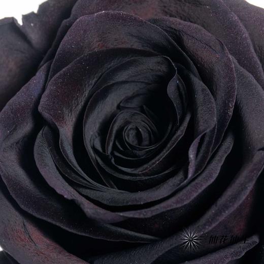 厄瓜多尔单头玫瑰 | 梅花紫水晶PLUM AMETHYST 商品图2