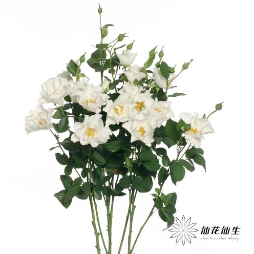 百利信多头玫瑰 | 婚纱 商品图6