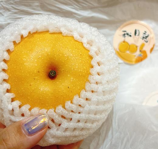 山东秋月梨 6头约3.4斤 |水果 商品图2