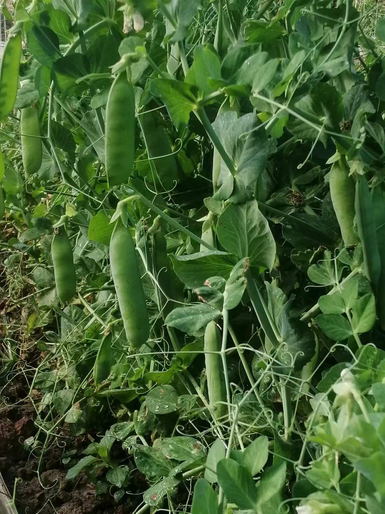 豌豆荚官网=豌豆荚官网网址