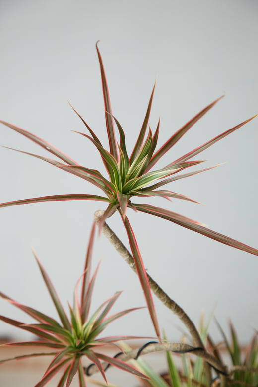 造型千年木 商品图2