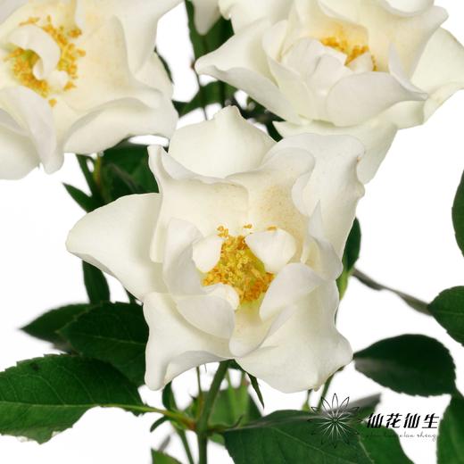 百利信多头玫瑰 | 婚纱 商品图0