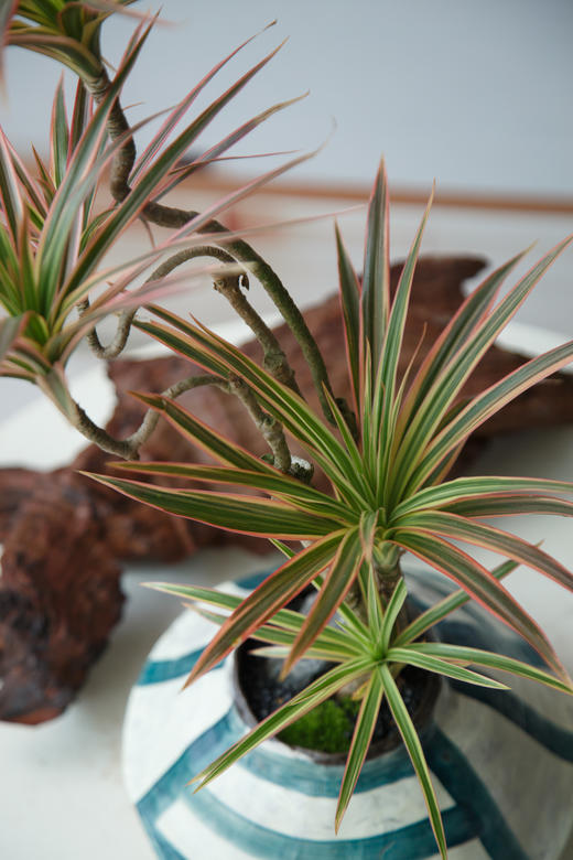 造型千年木 商品图1