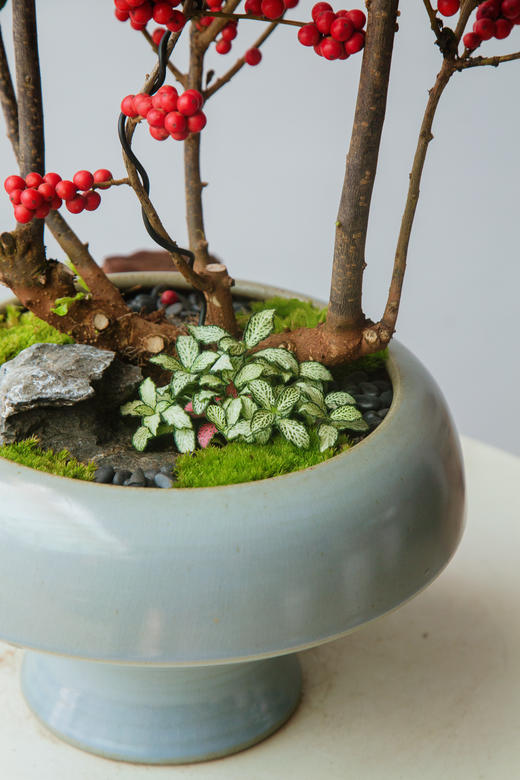 冬青-美斯特 商品图1