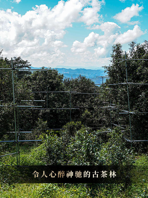 尾货清，余1箱【小荒田散茶】2024年春茶临沧茶区古树茶普洱茶生茶散茶250克/箱 商品图1