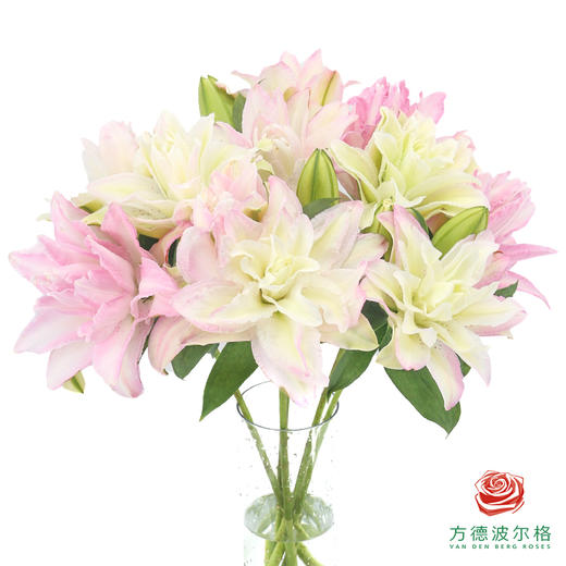 【重瓣百合】-荷塘月色 5枝/扎 商品图0