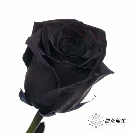 厄瓜多尔单头玫瑰 | 梅花紫水晶PLUM AMETHYST 商品图4