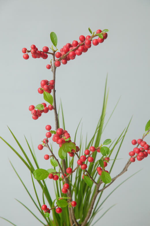 苔藓球-北美冬青 商品图1