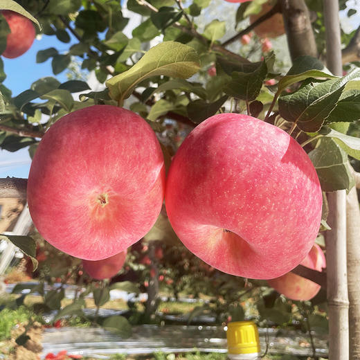 【秦脆苹果】陕西洛川秦脆苹果水果礼盒20枚80mm经典手提款自己吃送人都合适 商品图4
