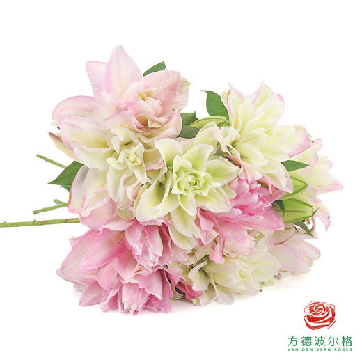 【重瓣百合】-荷塘月色 5枝/扎 商品图1