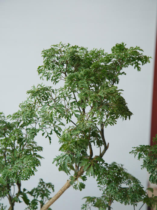 造型福禄桐 商品图2