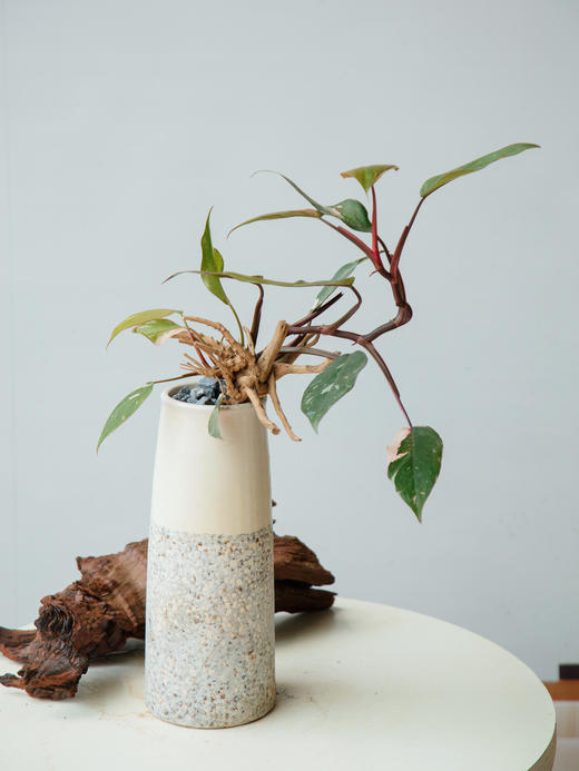 粉红女郎 商品图0