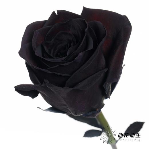 厄瓜多尔单头玫瑰 | 梅花紫水晶PLUM AMETHYST 商品图3