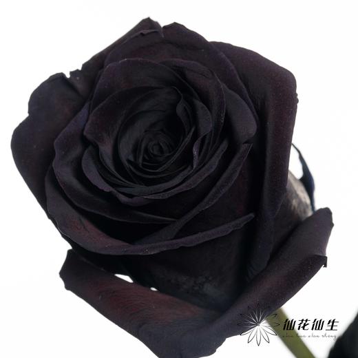 厄瓜多尔单头玫瑰 | 梅花紫水晶PLUM AMETHYST 商品图1